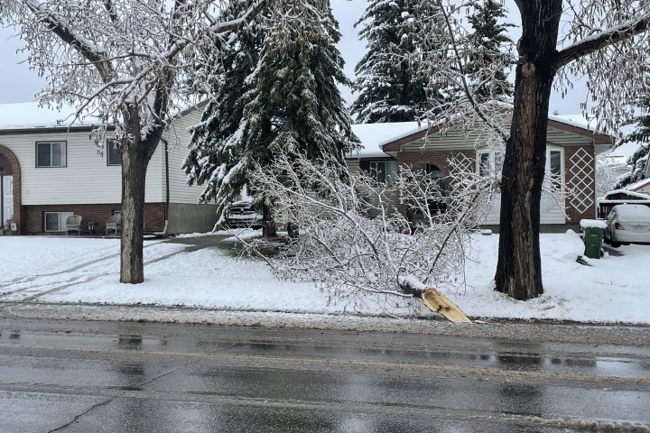 Heavy, wet snow leads to power outages, downed trees in Calgary