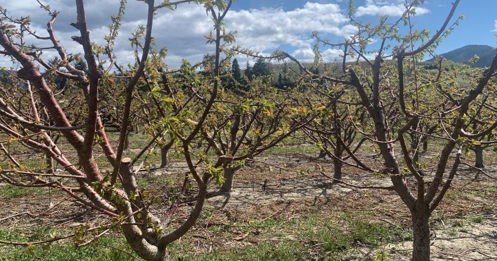 Extent of damage to Okanagan cherry buds revealed as blossom season arrives
