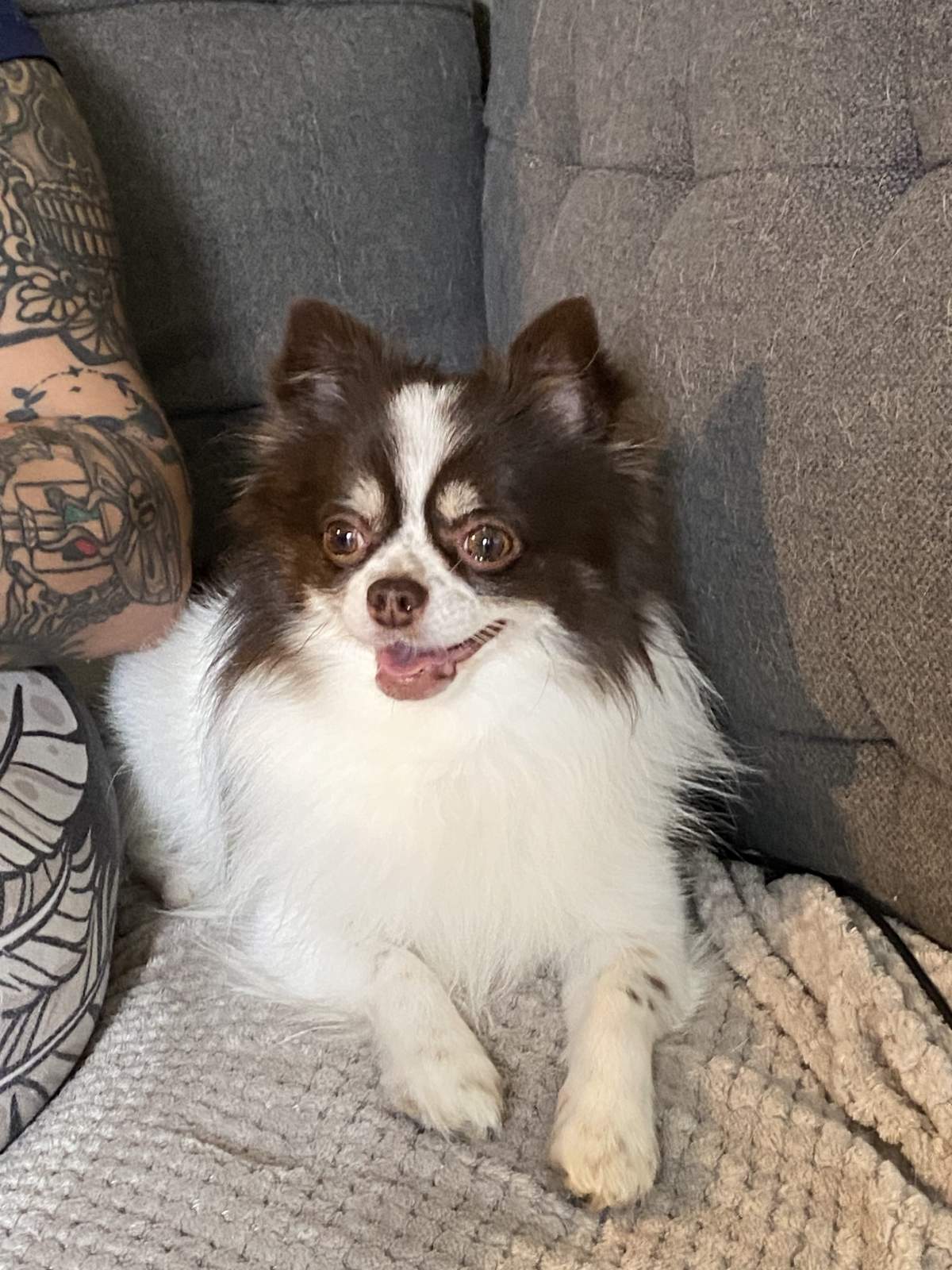 Dog rescued from the Bow River