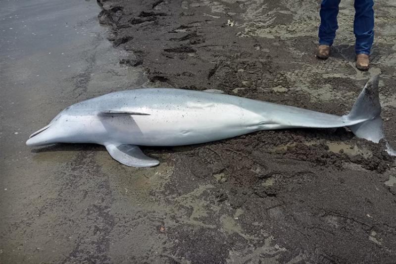 A dolphin carcass laying on a beach.