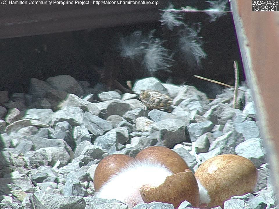 Photo of four peregrine falcon eggs atop the Sheraton Hotel in downtown Hamilton on April 26, 2024. The first of several expected offspring from McKeever and Judson hatched this week according to Hamilton Community Peregrine Project (HCPP).