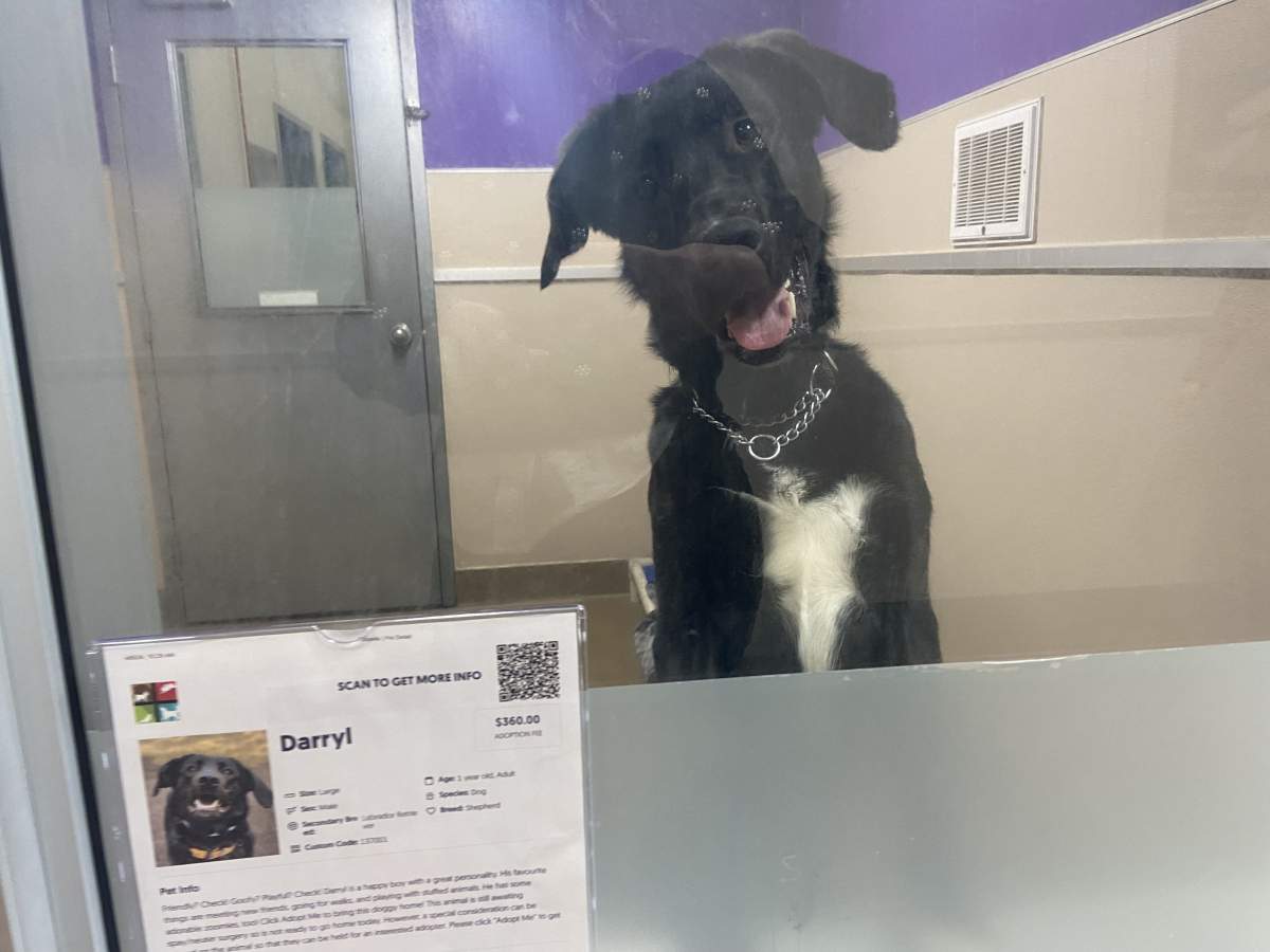 Darryl the dog is up for adoption at the Edmonton Humane Society Wednesday, April 17, 2024.