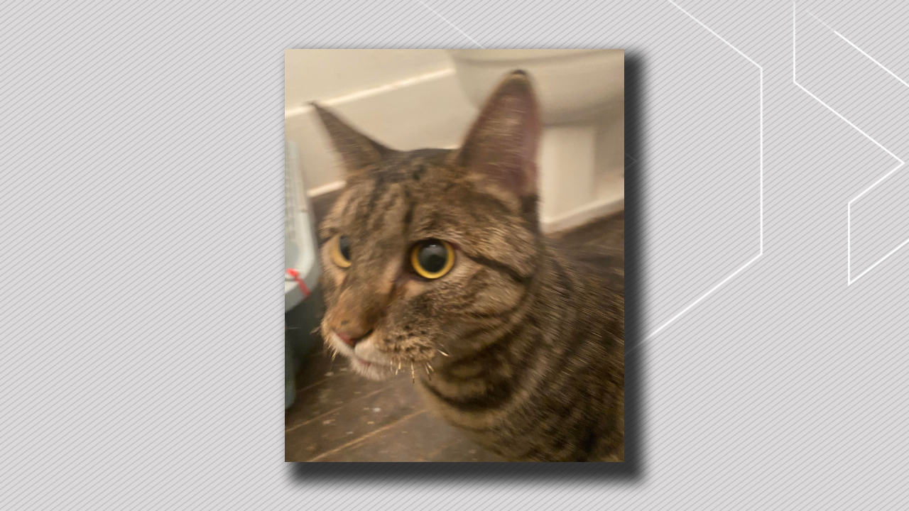 Котка избягала от пожар в апартамент в центъра на Едмънтън