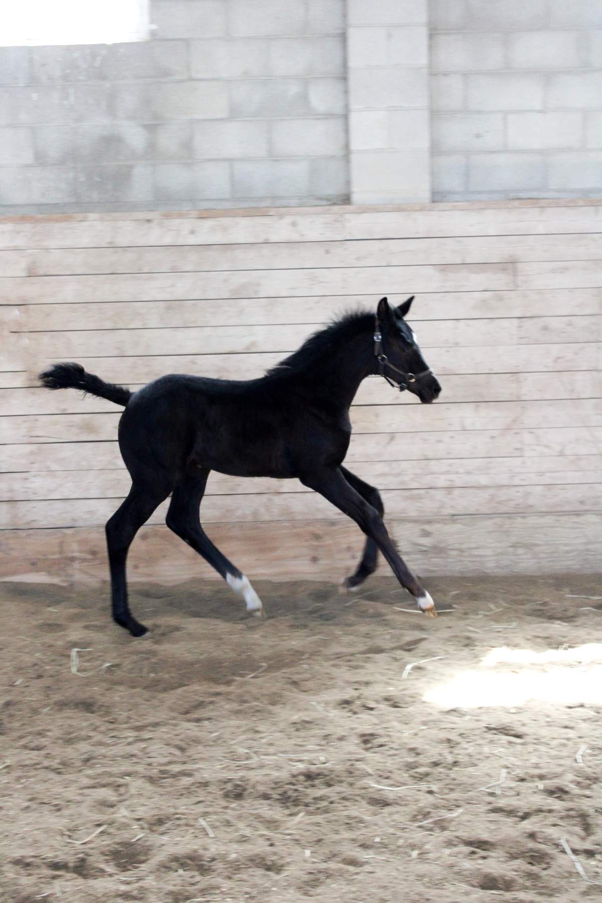 The RCMP ise inviting children to enter its 'Name the Foal' contest to help select up to 10 names for recently born horses that could one day be part of the world famous Musical Ride.