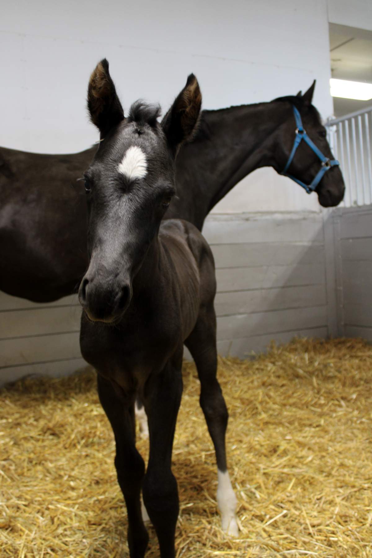 The RCMP says up to 10 names are needed for some recently born horses, so its asking children to submit names to its Name the Foal contest.