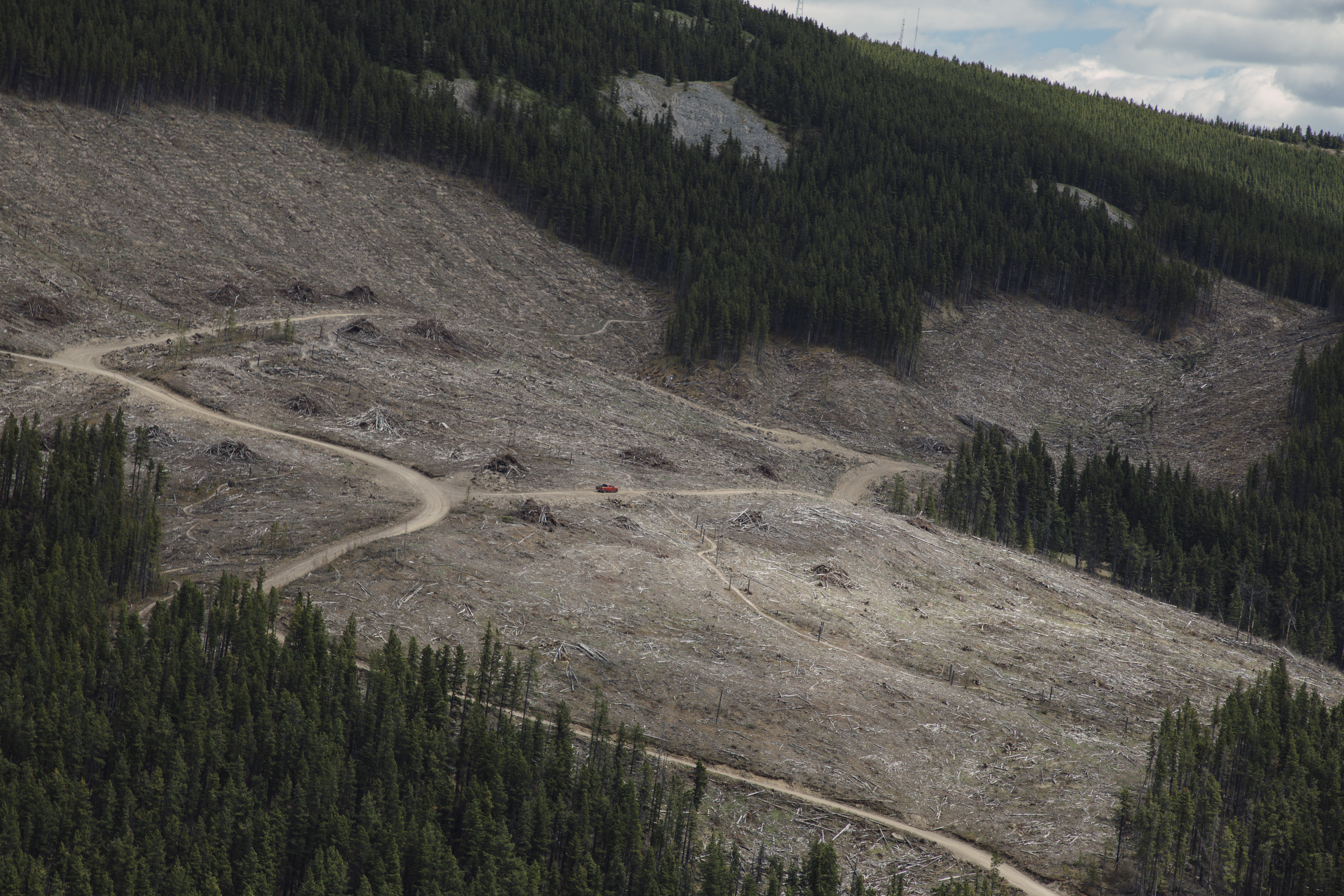 Environmental groups call to expand review of forestry emissions