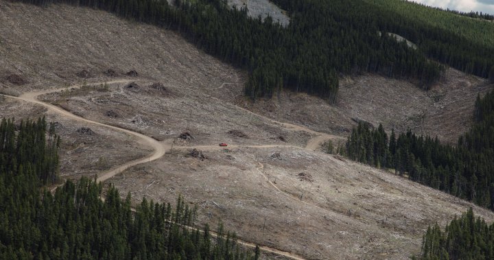 Екологичните групи призовават за разширяване на прегледа на емисиите от горското стопанство