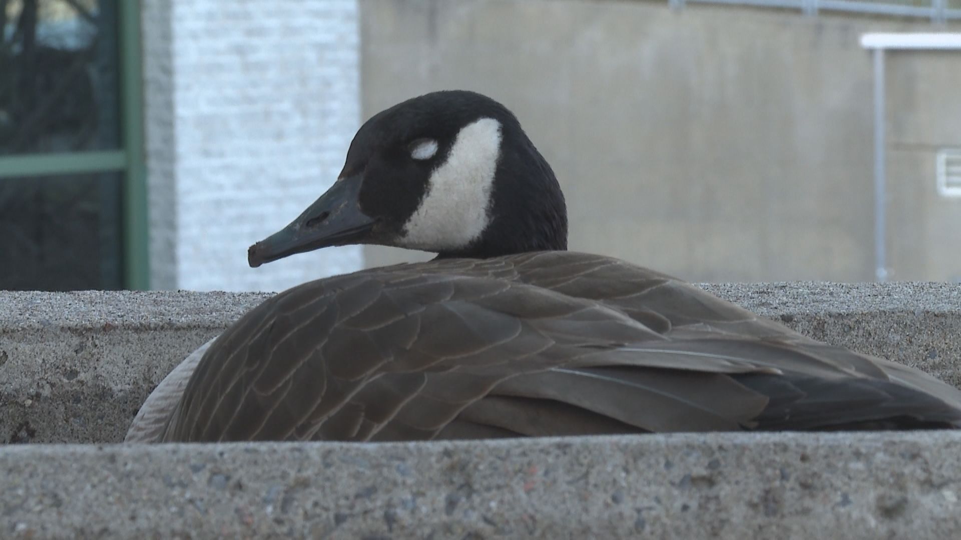 Двойка канадски гъски в Лавал буквално се установяват извън съда През