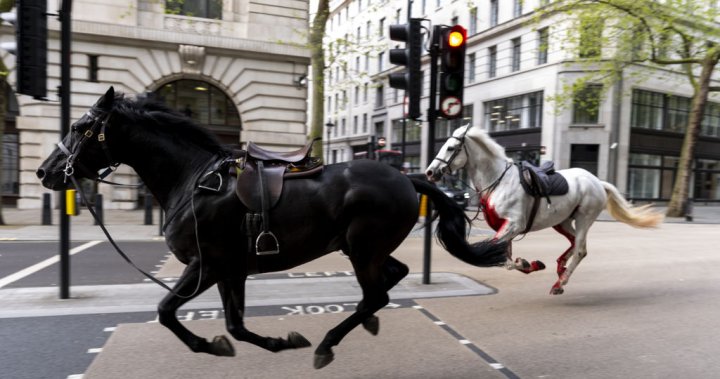 Четирима ранени, след като военни коне се отпуснаха, блъсканица в Лондон, Обединеното кралство