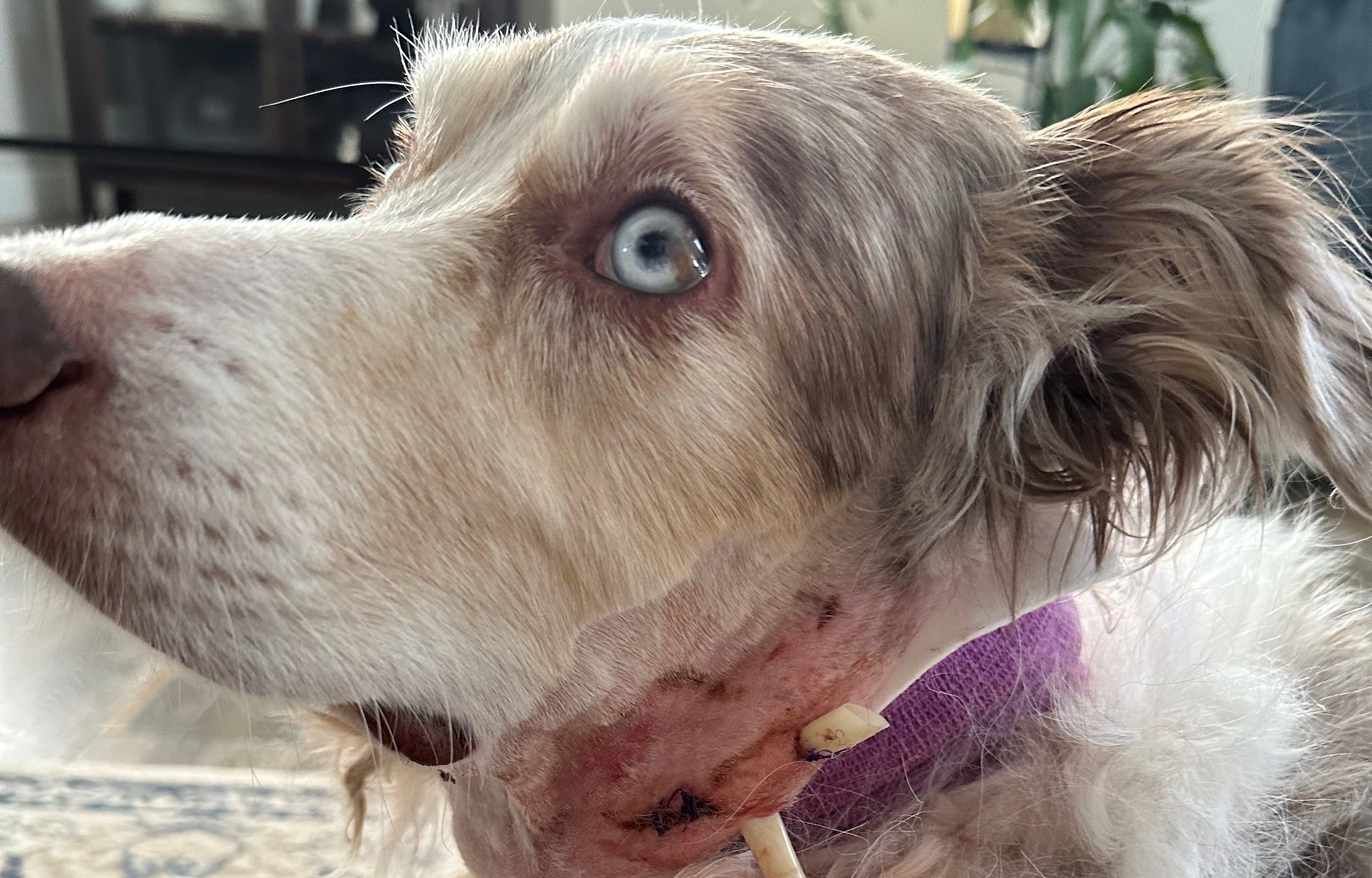 ПРЕДУПРЕЖДЕНИЕ Тази статия съдържа подробности които някои хора може да