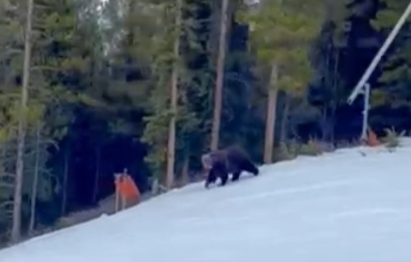 Snowboarder recounts surprise encounter with grizzly bear at Lake
Louise