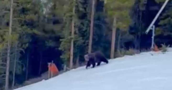 Сноубордист разказва за изненадваща среща с мечка гризли в езерото Луиз