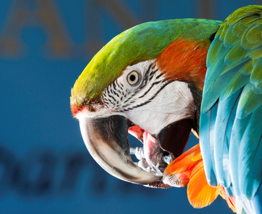 Merlin the Macaw at Maritime Museum of the Atlantic