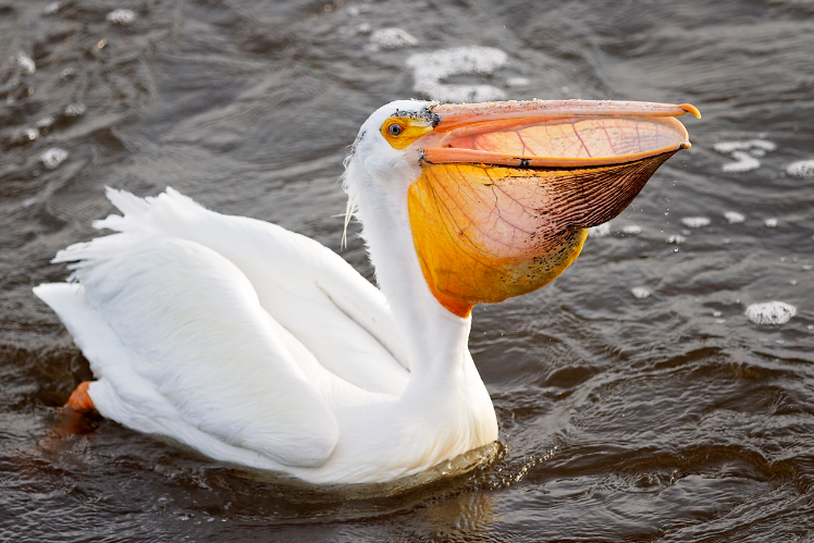 Season’s first pelican touches down in Saskatoon’s ‘splash zone’ on Monday