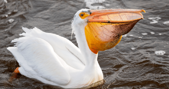 Първият пеликан за сезона кацна в „зоната за пръскане“ на Саскатун в понеделник
