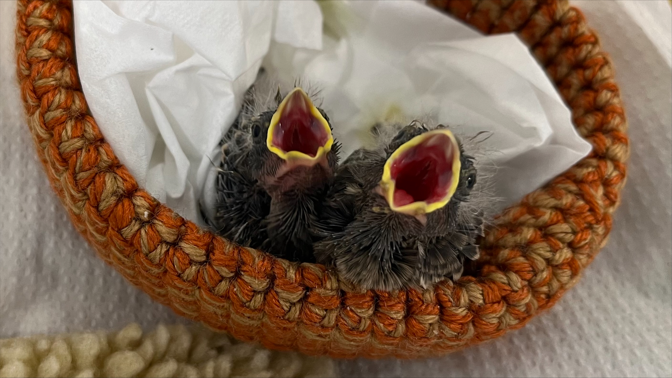 В Центъра за диви животни на Елизабет в Абътсфорд Британска