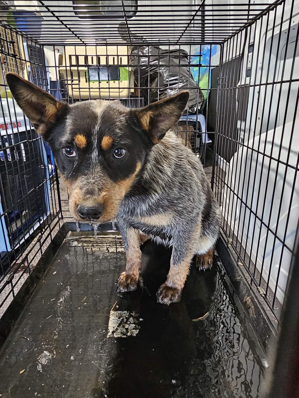 The Alberta SPCA seized over 50 dogs of various breeds from a property in Mountain View County.