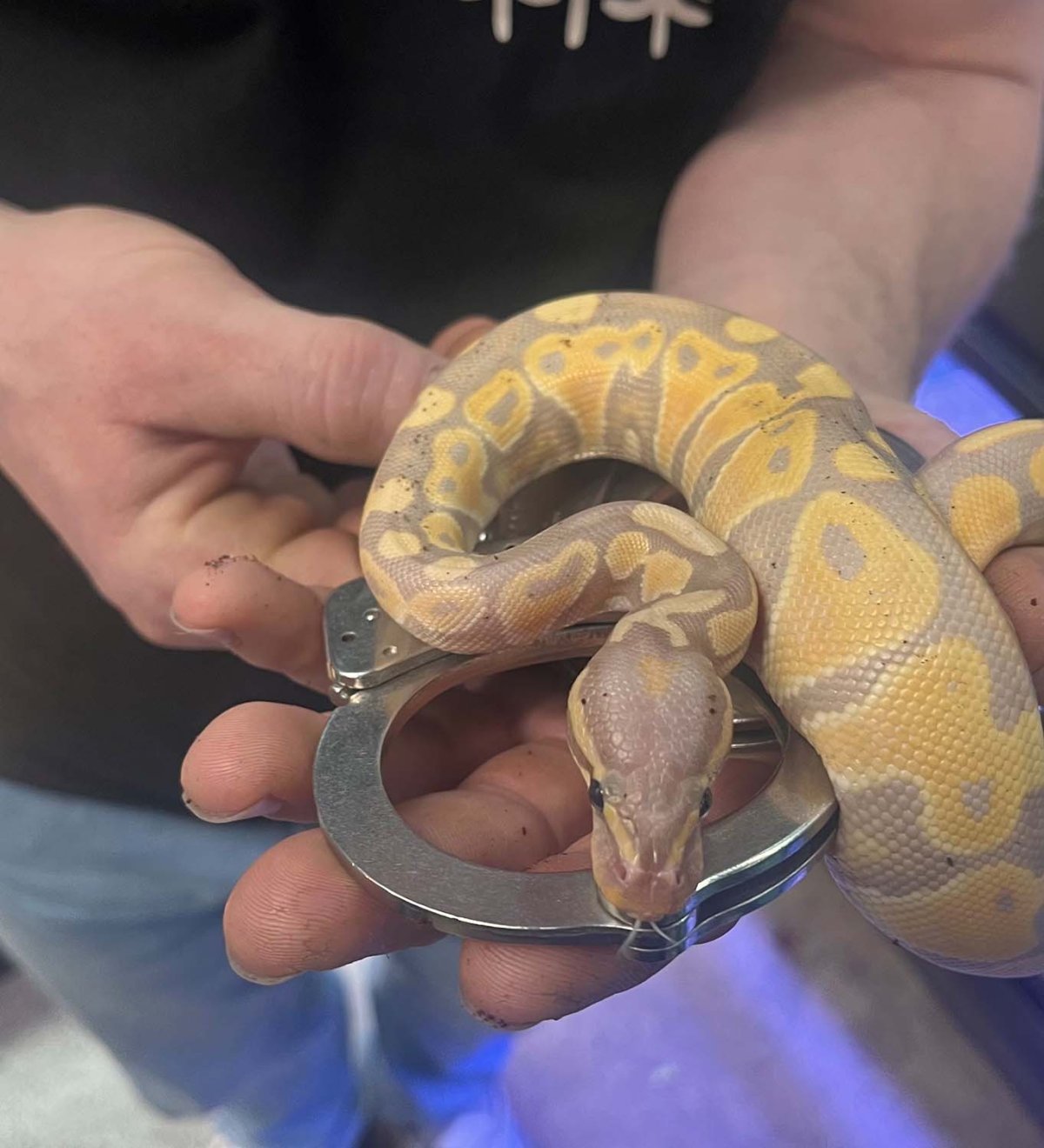 The search for an $800 banana python that was stolen from a business in the 300 block of Highway 33 West started on Monday and came to a positive resolution two days later.