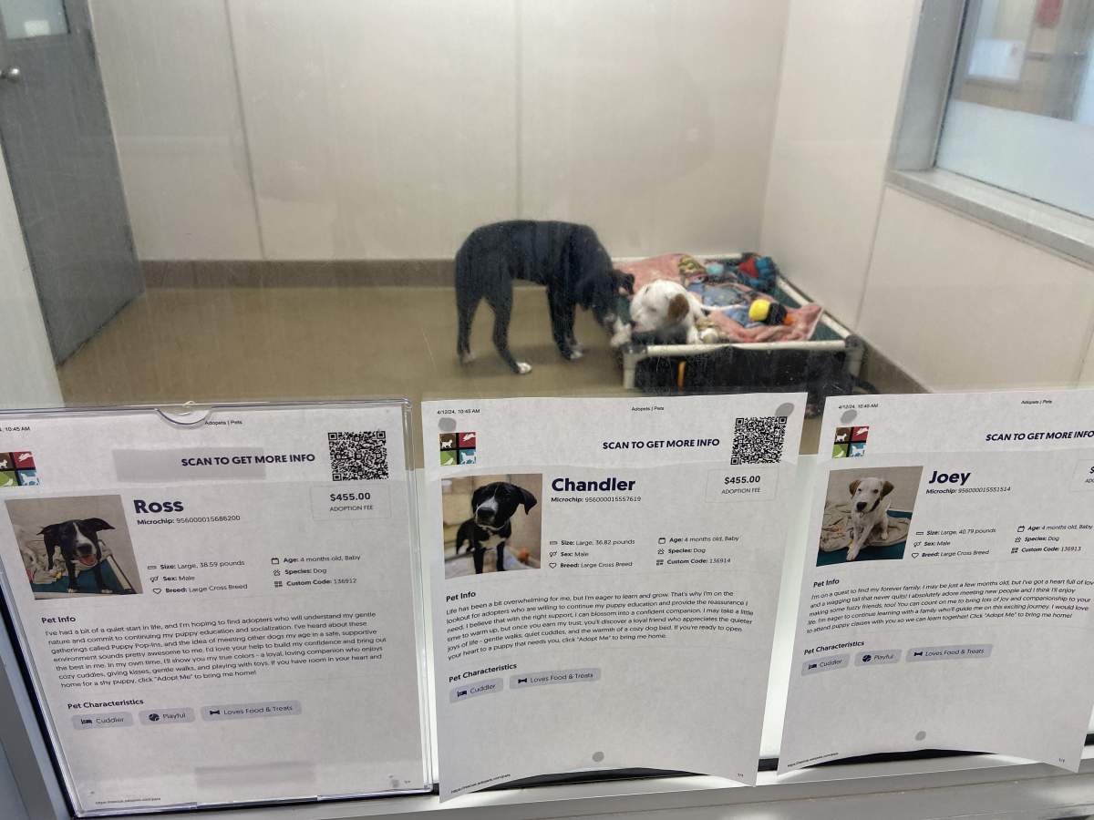 Ross, Chandler and Joey are available for adoption at the Edmonton Humane Society.