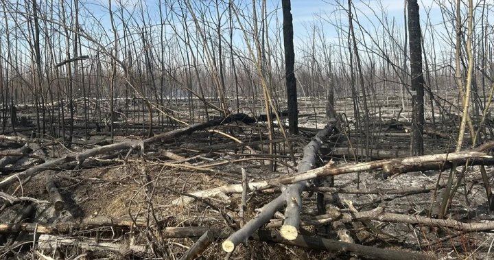 Горският пожар в Североизточна Алберта близо до Сапрае Крийк сега се задържа, предупреждението за евакуация е отпаднало
