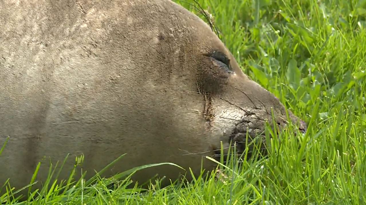 Популярен и обичан морски слон е кацнал в Саанич Британска