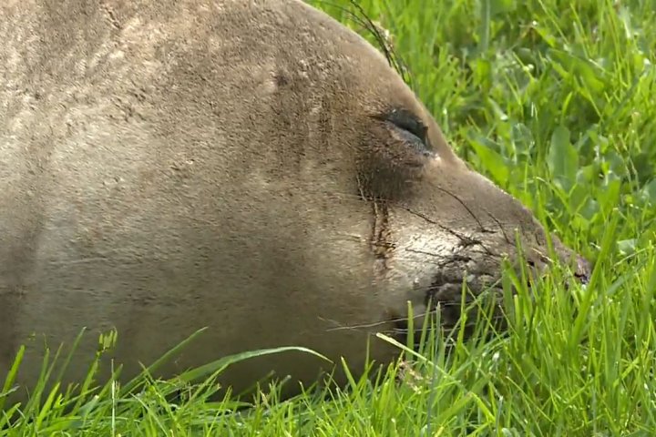 ‘I had to come see him’: Emerson the elephant seal spotted in Saanich, B.C.