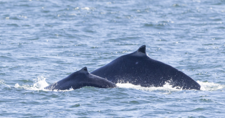Първото малко гърбат кит за сезона е забелязано близо до Виктория