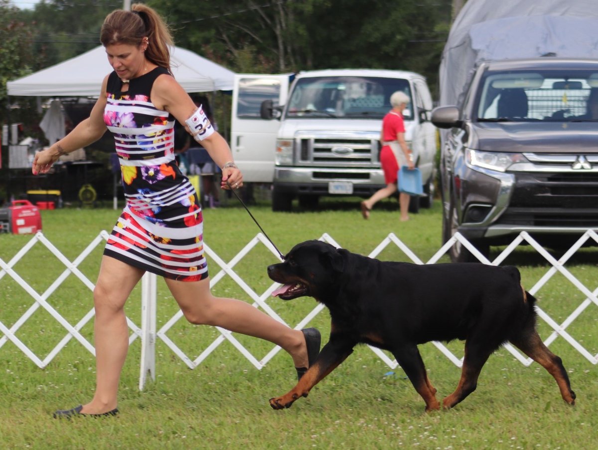 Bonnie Fisher from New Brunswick handling 'Shield,' a Rottweiler that will compete in the Westminster Kennel Dog Show in New York City between May 11 and 14, 2024.