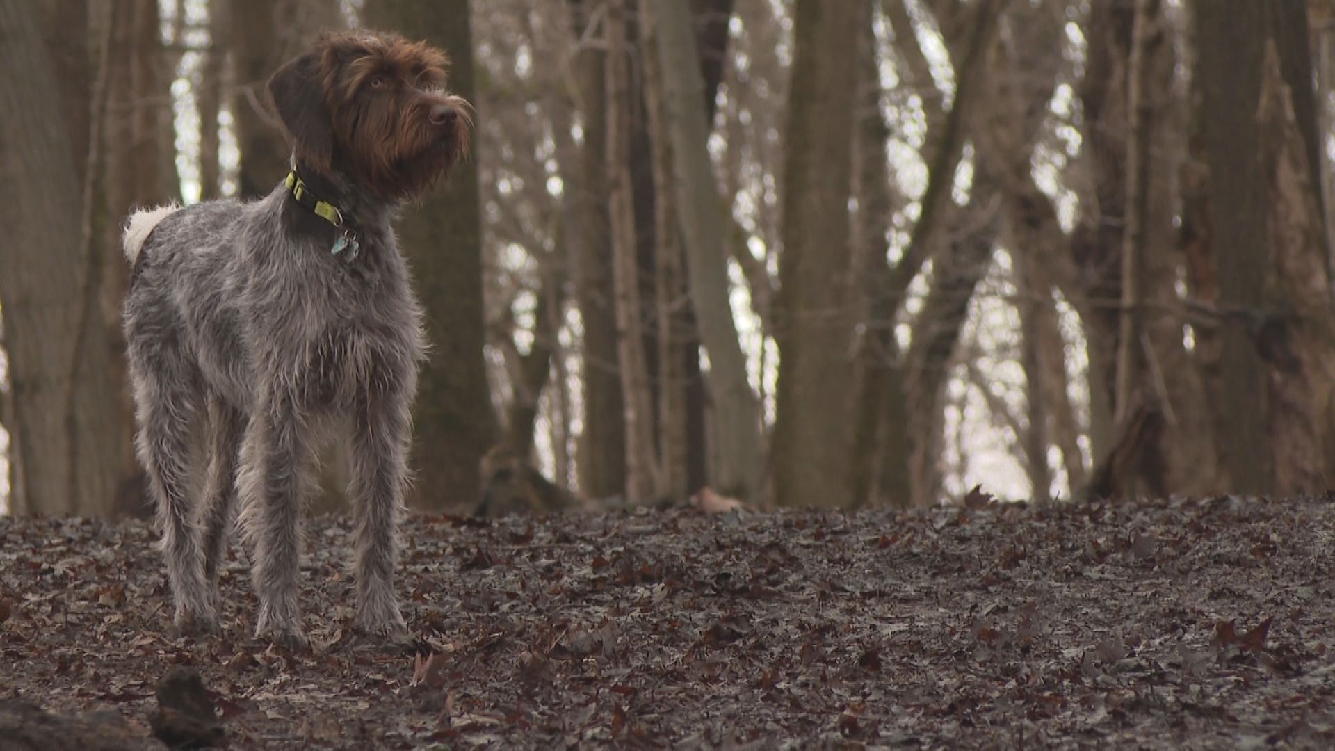 westmount sumit woods