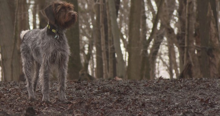 Община Монреал предприема мерки срещу собствениците на кучета, казва, че глобите ще „ще ужилят“