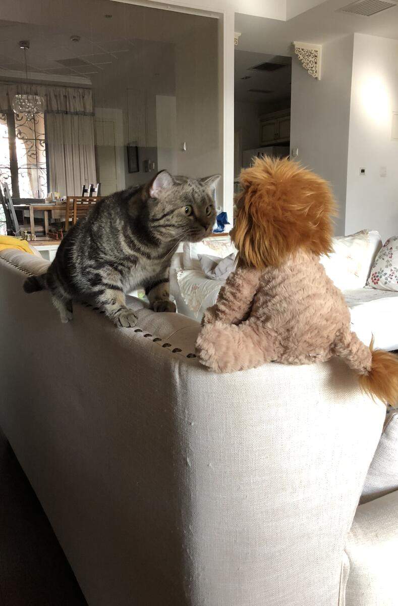 A cat staring wide-eyed at a lion stuffie.