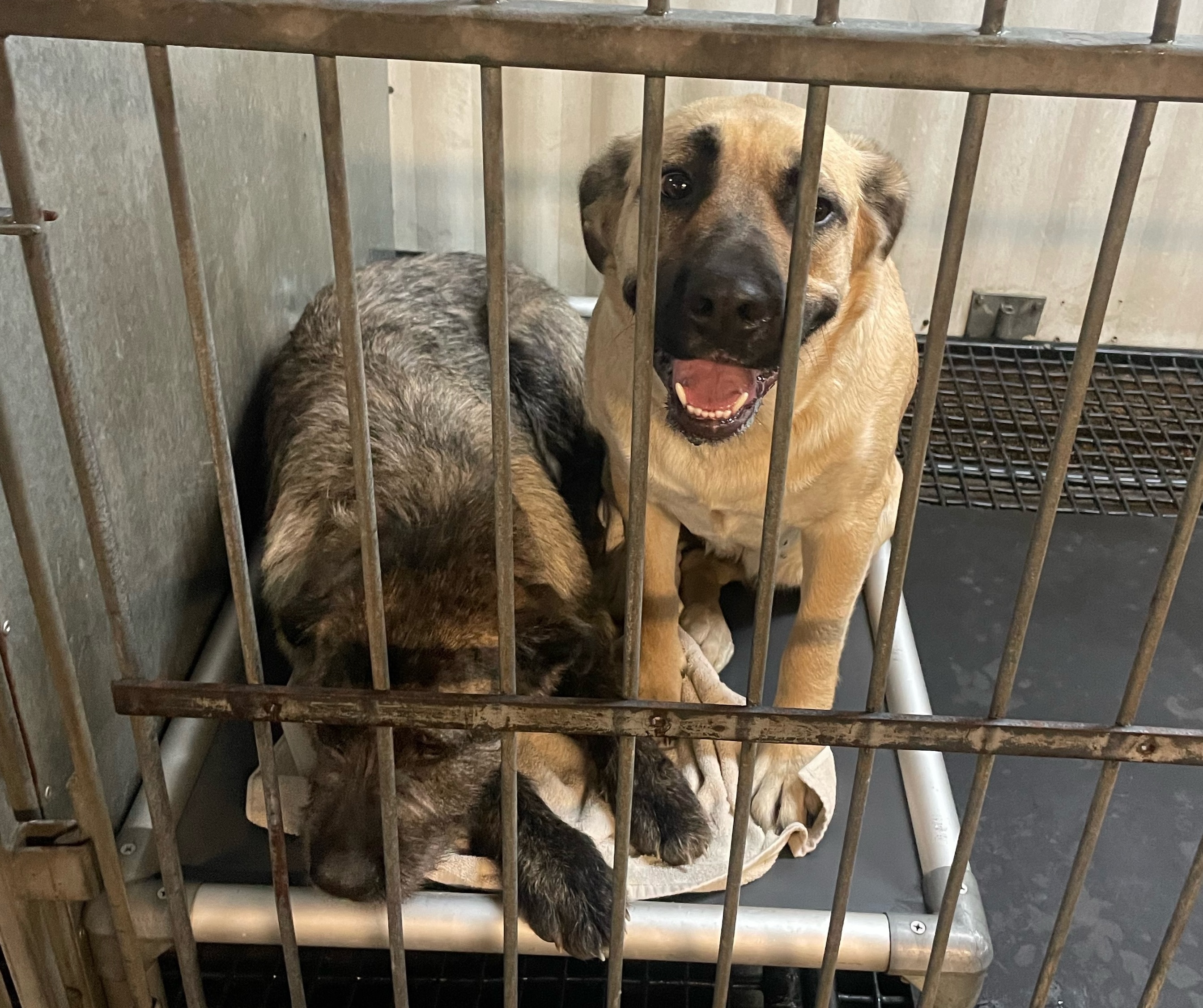 Собственикът на развъдник който прибра през уикенда дузина кучета от