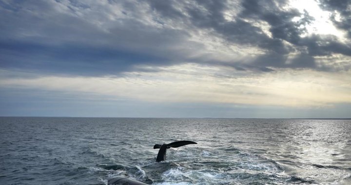 Оплетен обикновен кит, забелязан край Ню Брънзуик с риболовни принадлежности, заседнали в устата му