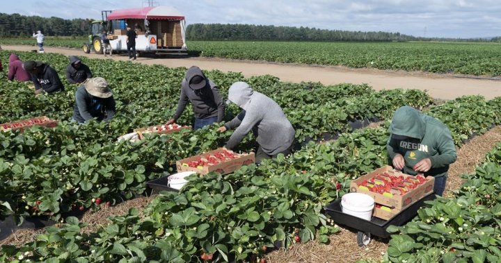 Онтарио ще промени начина по който компенсира пострадалите работници мигранти