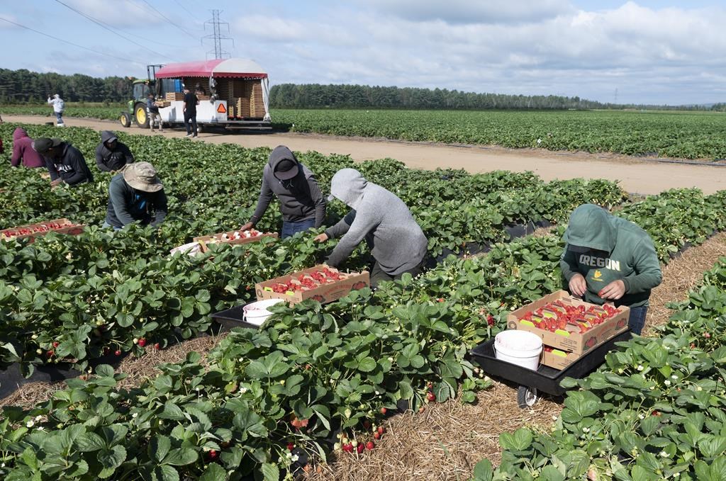 Ontario to change how it compensates injured migrant workers