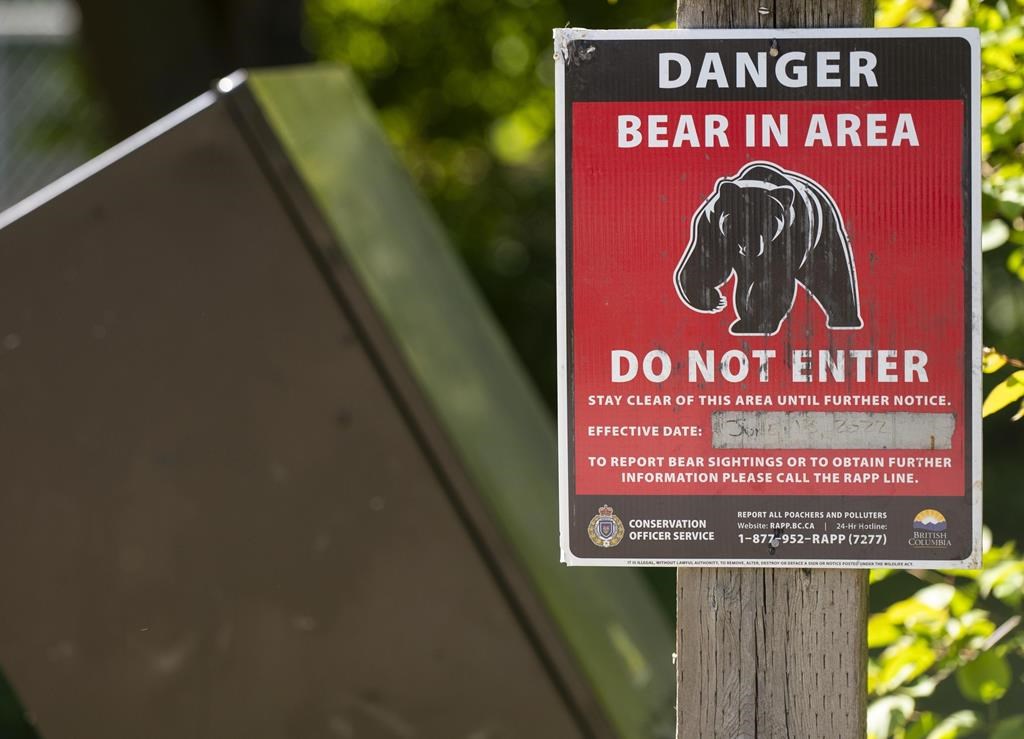 Б К Офицерът по опазване на природата казва че мечка която