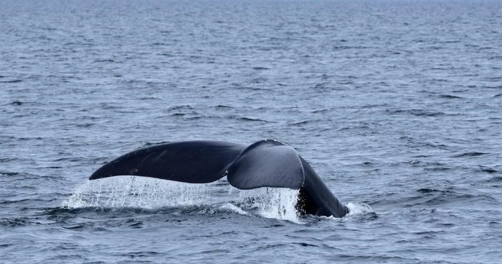 Останки от застрашен северноатлантически кит, открити край Н.С. югозападен бряг