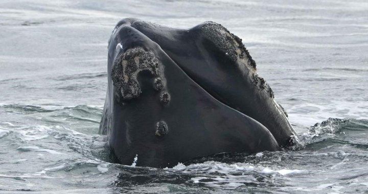 Наблюдаването на чист кит води до затваряне на зоната за риболов на омари край североизточната част на N.B.