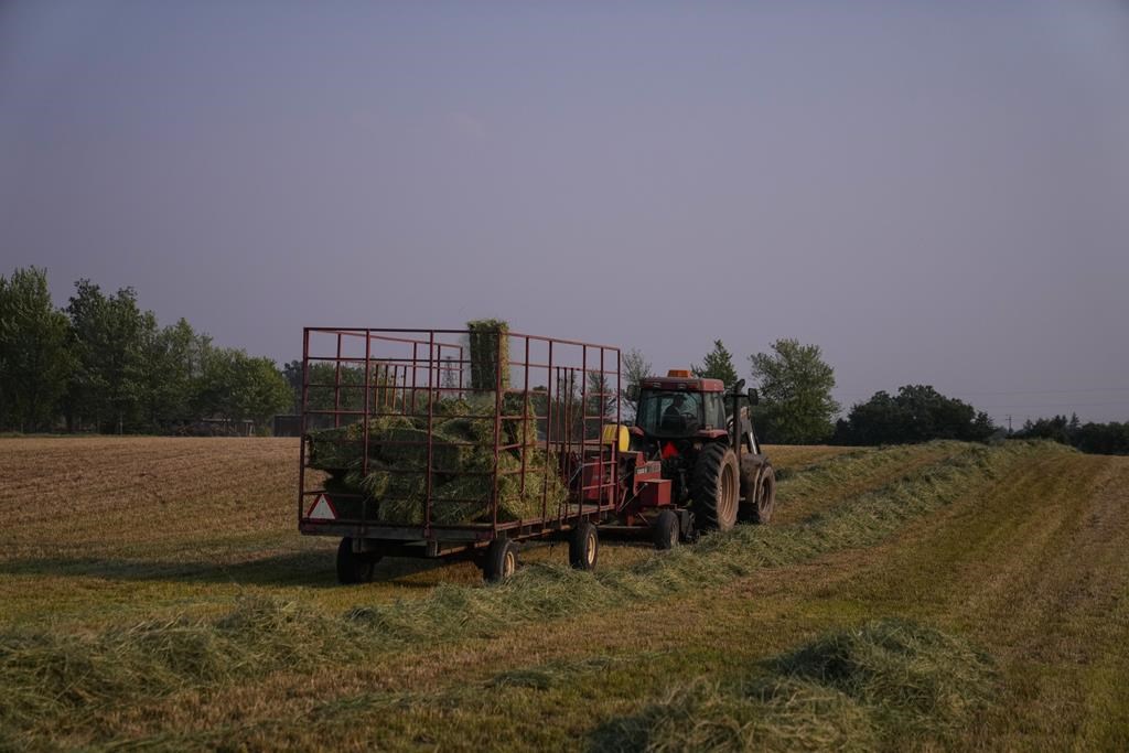 A farmer gathers bales of hay on a family farm in Hamilton, Ont., Wednesday, June 7, 2023. THE CANADIAN PRESS/Chris Young.