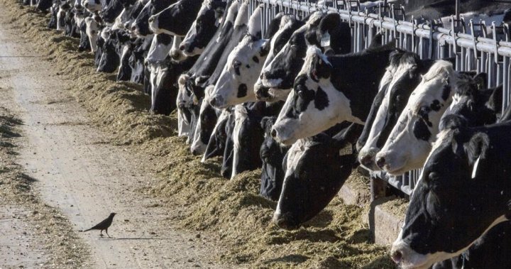 Цяло стадо говеда изчезна от ферма в Квебек при предполагаема кражба