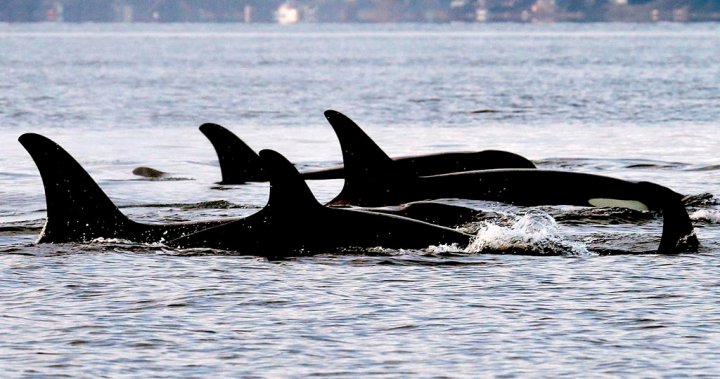 Базираната в Монреал стартираща компания получава $850 000 за защита на китовете с AI
