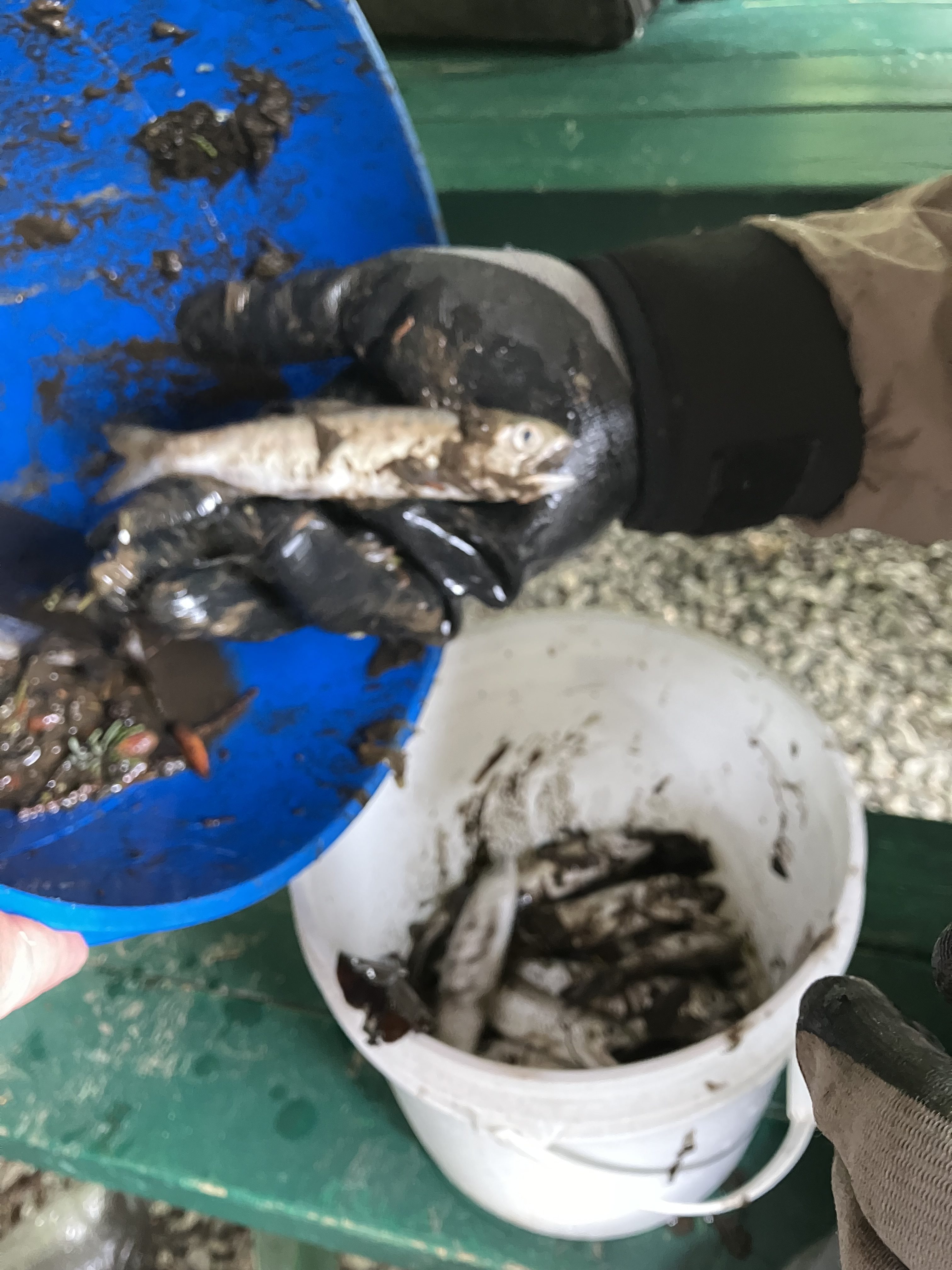 Люпилня за риба в метро Ванкувър претърпя голяма загуба след