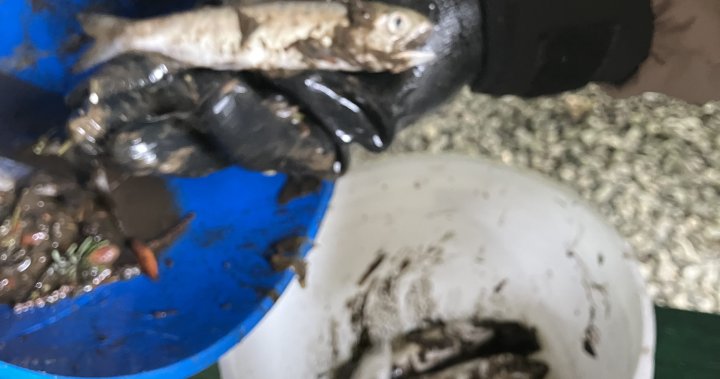 Люпилня за риба в метро Ванкувър претърпя голяма загуба, след