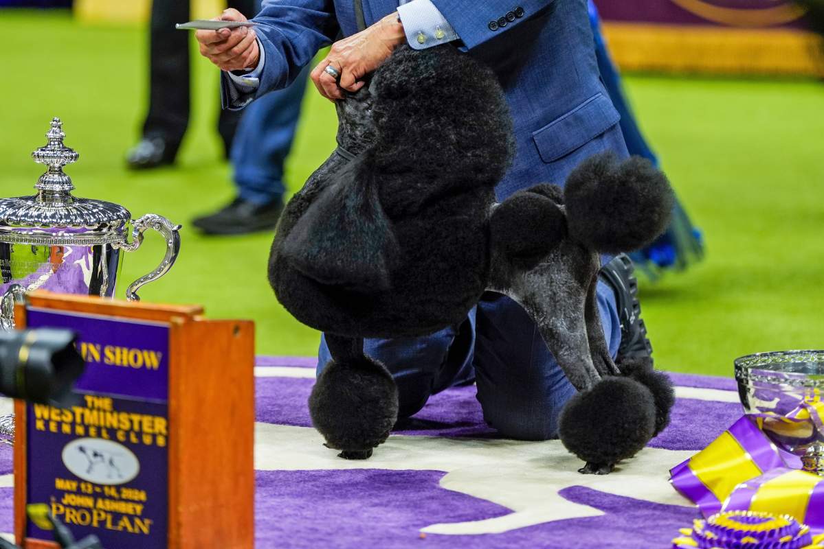 Sage, a miniature poodle, poses for photos with handler Kaz Hosaka after winning best in show during the 148th Westminster Kennel Club dog show Tuesday, May 14, 2024, at the USTA Billie Jean King National Tennis Center in New York.