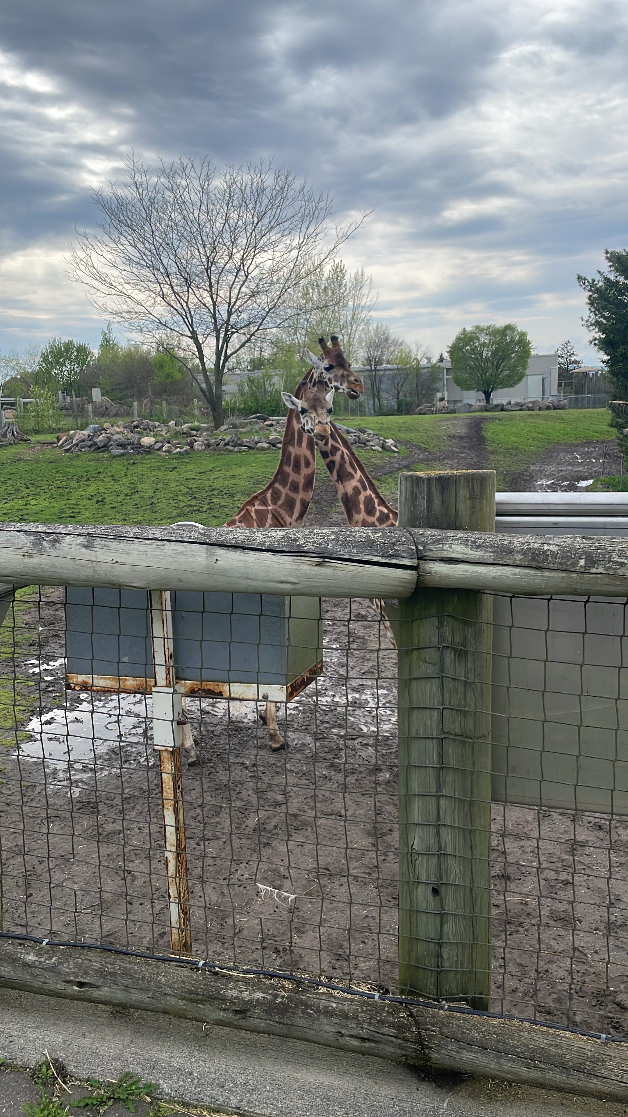 Зоопарк de Granby стартира ново движение наречено Mission Faune Многомилионният dollar