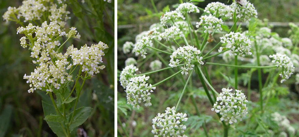 A combined photo of a hoary cress plant, left, and poison hemlock, which have both been listed as invasive species in B.C.