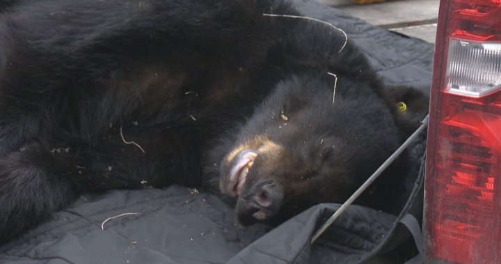 Young bear tranquillized near downtown Kelowna will be relocated
