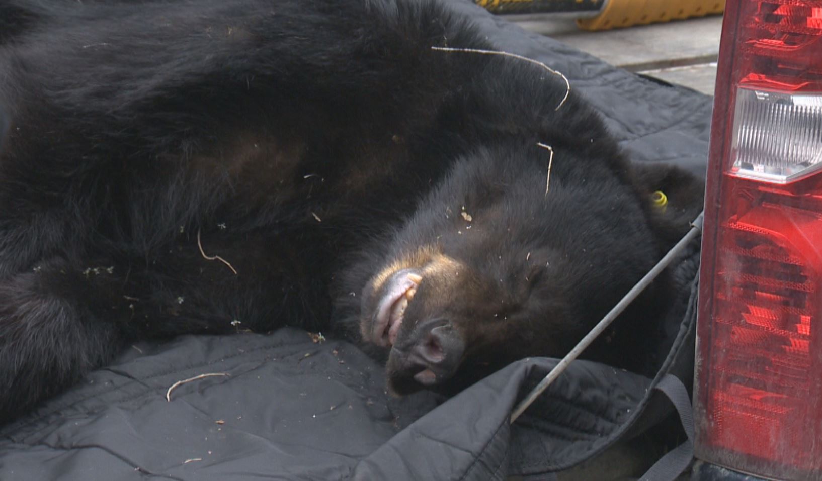 Young bear tranquillized near downtown Kelowna will be relocated