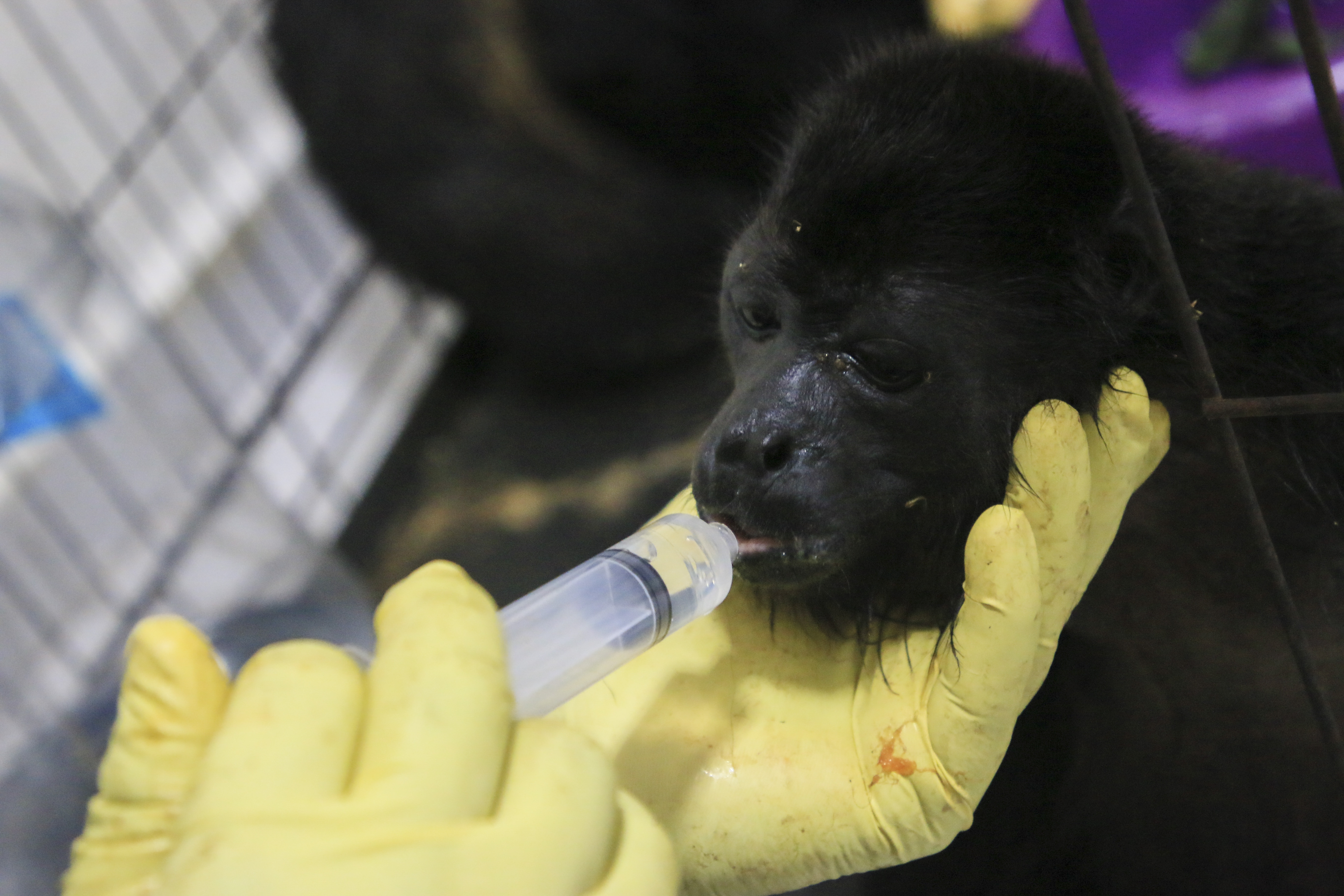 Howler monkeys drop dead, fall from trees in extreme Mexico heat wave