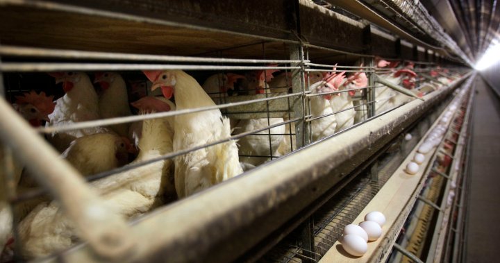 4,2 милиона пилета ще бъдат умъртвени след избухването на птичи грип във фермата на Айова